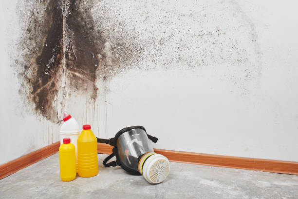 Best Mold Damage Repair  in Lindon, UT