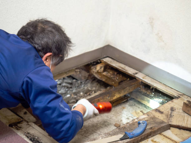 Best Mold Remediation Experts  in Lindon, UT