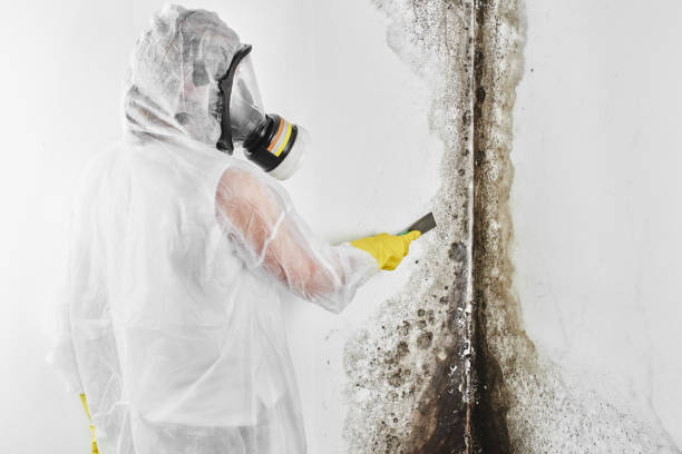 Crawl Space Mold Removal in Lindon, UT