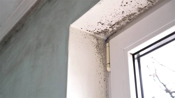 Best Office Mold Removal Services  in Lindon, UT