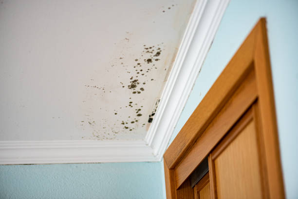 Best Mold Cleaning Services  in Lindon, UT