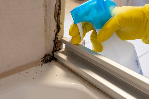 Best Local Mold Removal Service  in Lindon, UT